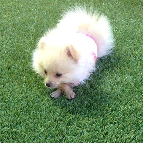 Pomeranian puppy uglies or pom puppy transition. @Cesar Millan 12 hours ago What are "Pom Uglies"?? Someone ...