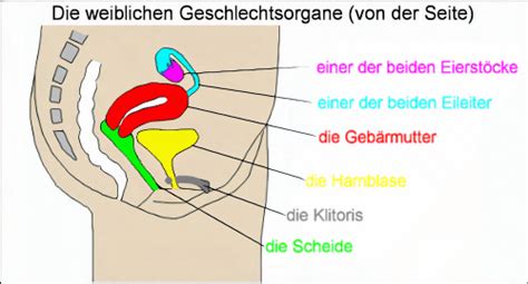 Auslöser für die ausbreitung der pilze ist in erster linie eine geschwächte scheidenflora. Die weiblichen Geschlechtsorgane - Medienwerkstatt-Wissen ...