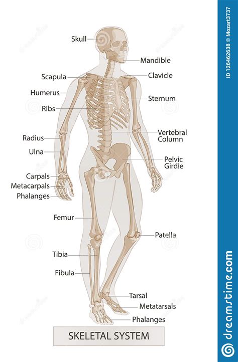 It is the major connective tissue of the human body. Man Skeletal Anatomy. Human Body Parts. Hand Drown Vector ...