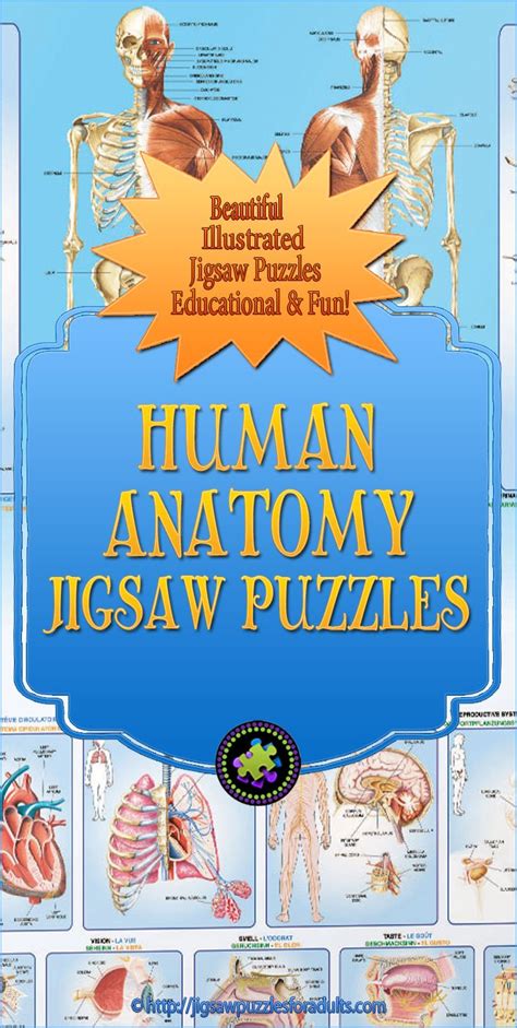 Modify with your own questions and only bone not articulated with another bone hyoid strongest bone of the face mandible connect with. Human Anatomy Puzzles | Educational and Fun Jigsaw Puzzles!