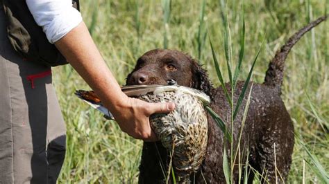 Pure breed labrador puppies looking for new fun loving homes. Razas de perro: Curly coated retriever