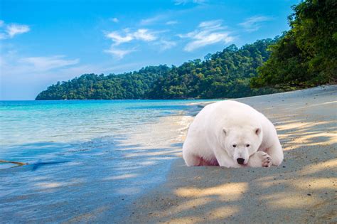 Maybe you would like to learn more about one of these? Image D'ours Polaire Sur Une Image De Plage : Nettoyages ...