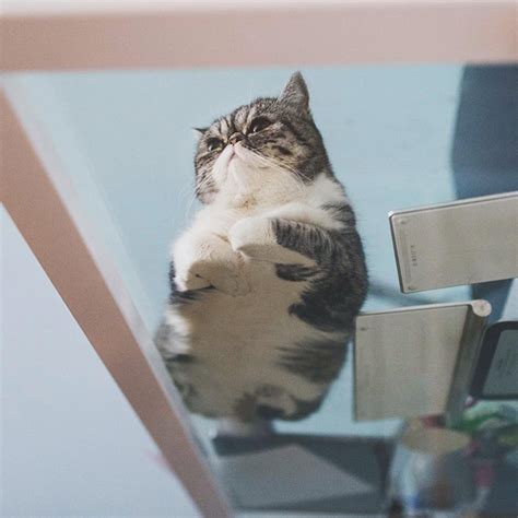 Our furry friends love to sit and stare at the world around them, but when they choose to lay on a flat surface, they give us a view we don't have the chance to see very often… and it's quite funny. Cats On Glass Tables Is The Funniest Thing Ever