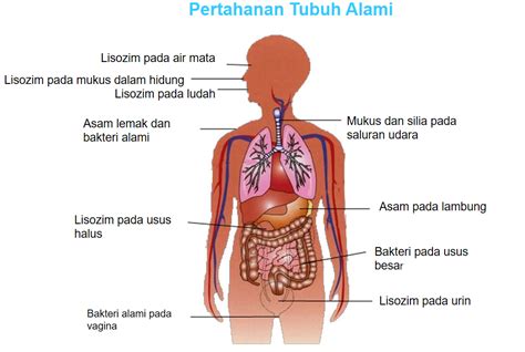 Penyakit yang dialami kehidupan jiwa manusia adalah lalai, lupa, jahil dan dangkal. Education and Knowledge Update: Pengobatan Penyakit Dengan ...