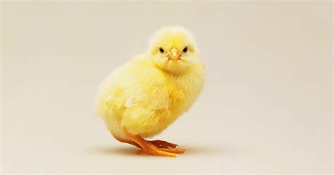 How Egg Farms Will Stop Killing Millions of Male Chicks | WIRED