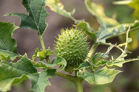 In feld, wald und wiese sind das bilsenkraut, stechapfel, tollkirsche und schierling. Gefahr für Kinder! 24 Giftpflanzen im Garten | Kidsroom.de ...