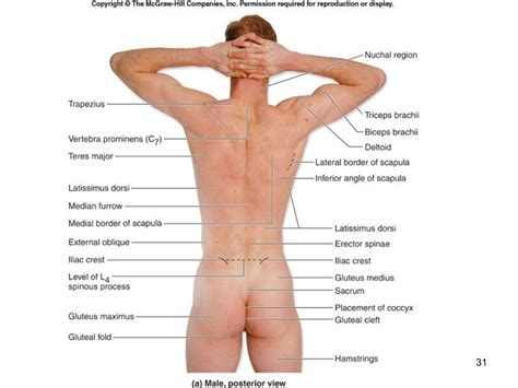 Anatomical position is the description of any region or part of the body in a specific stance. Surface Anatomy | Biceps brachii, Latissimus dorsi, Anatomy