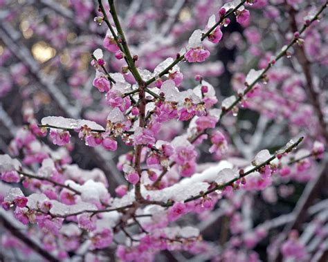 Maybe you would like to learn more about one of these? flowering apricot tree - Google Search | Winter, Apricot ...