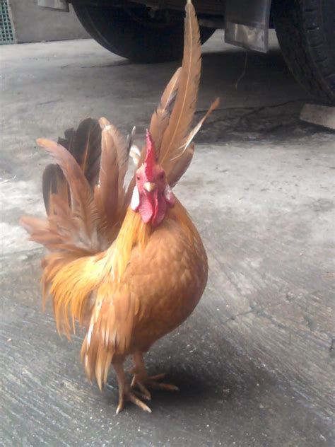 Berbulu lebat dan berwarna gelap, begitu juga dengan bentuk kaki yang kecil bulat,kering serta berwarna agak gelap kehitaman. Warna Kandang Ayam Yang Bagus - Tentang Kolam Kandang Ternak