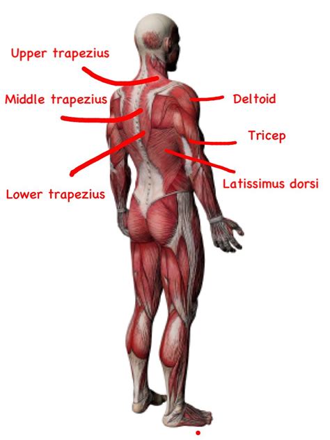 You'll need to build out all of these muscles if you want strong, balanced. Shoulder Muscles Anatomy Diagram | Muscle diagram, Muscle ...