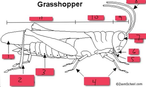 Illustration about line drawing of a grasshopper/insect. Grashopper, Carapace / Grasshopper Carapace Pictures ...