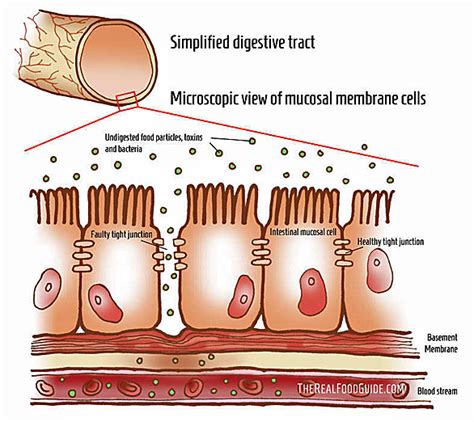 Do animal cells have tight junctions. Dr. Jo