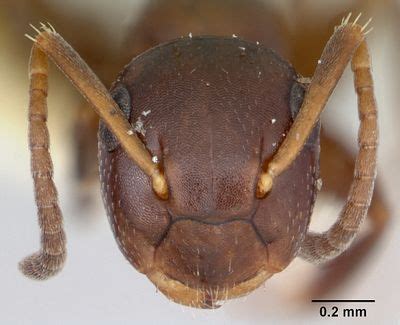 Colobopsis mississippiensis - AntWiki