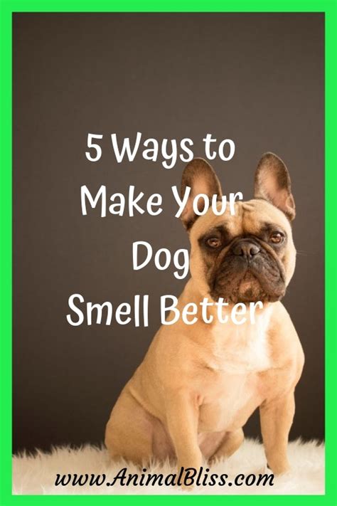 Jul 08, 2021 · how to get rid of stinky dog breath causes of bad dog breath. 5 Ways to Make Your Dog Smell Better