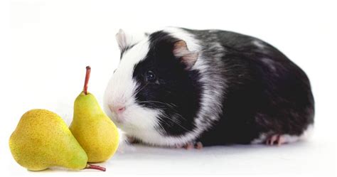 While leafy greens are an essential part of any guinea pig diet, steer clear of iceberg lettuce. Can Guinea Pigs Eat Pears? Are They Safe? - ModernDayPets