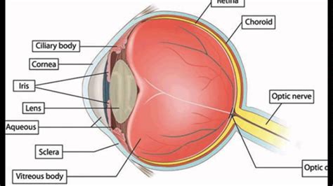 Liver anatomy labeled diagram stock vector 222117718. Eye Diagram Labeled Ap Psychology