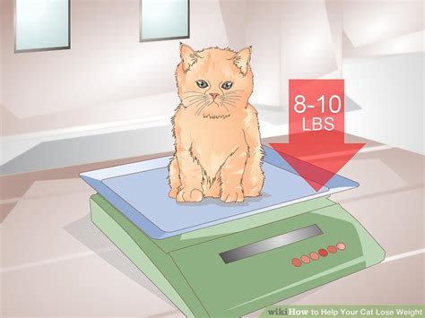 They help the cat feel its way through tough situations the whiskers on either side of the cat's nose aren't the only ones it has. How to Help Your Cat Lose Weight: 14 Steps (with Pictures)