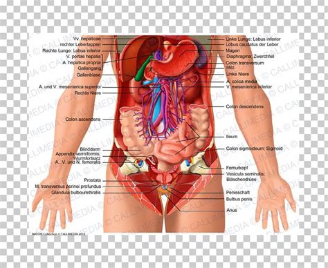 Upper body muscle anatomy conclusions. Abdomen Human Anatomy Organ Human Body PNG, Clipart, Abdominal Cavity, Anatomy, Arm ...