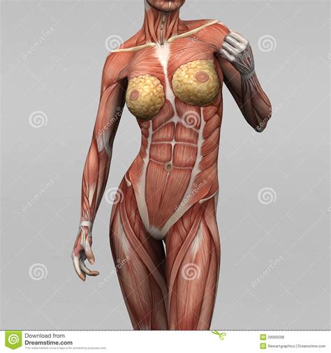 Human muscle system, the muscles of the human body that work the skeletal system, that are under human muscle diagram labeled. Female Human Anatomy And Muscles Stock Illustration ...