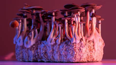 Can Magic Mushrooms Measure Up to SSRIs for Depression Treatment ...
