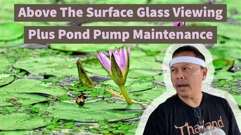 One of the most popular feng shui topics is wealth. What If My Pond Was Feng Shui? - YouTube