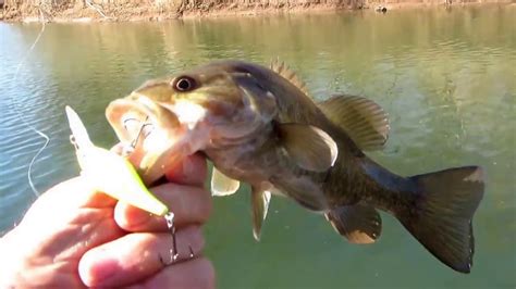 Find out more about fishing on pomme de terre lake. FISH4FUN: TROLLING POMME DE TERRE LAKE FOR WHITE BASS ...