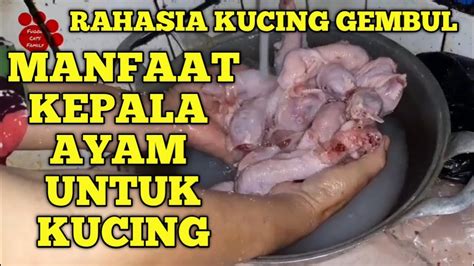 Untuk daging ayamnya sendiri biasanya menggunakan ayam muda yang ukurannya tidak terlalu besar. MANFAAT KEPALA AYAM UNTUK KUCING BIKIN KUCING JADI GEMBUL ...