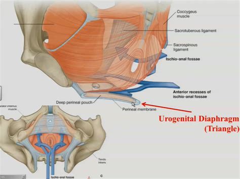 10-10-12 1:00pm ANATOMY Perineum at Texas A&M Health ...