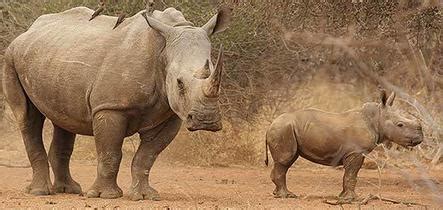 If #makamu he was charged with sexual assault / sexual assault and sexual crime amendment 32 in 2007 because he continued to make continuous sexual progress to the victim until the time the victim. Kruger Park News - Two Rhino Poachers Arrested In KNP - 20 ...