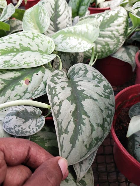 Heart leaf philodendron is an epiphytic and epilithic species of philodendron. Garden Chronicles : Satin Pothos - Scindapsus pictus 'Exotica'