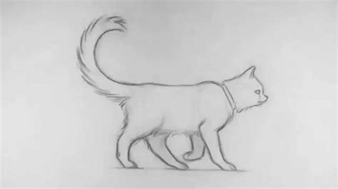 A single line is ok for short hair or you can do short quick strokes if you are drawing long hair. Cat Walk Cycle Pencil Test - YouTube