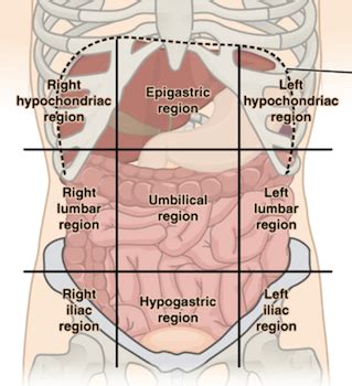 Labeling pictures is especially useful when you want to mark different parts of a picture to highlight their importance. Abdominal Quadrants Labeled / Quadrants of Abdomen