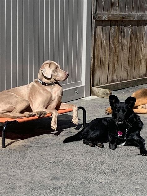 The entire line of busy buddy toys come in various sizes for our petite and extra large friends. Run Dog Run Inc. - Home | Facebook