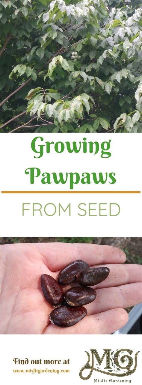 Great savings & free delivery / collection on many items. How To Grow Pawpaw Trees From Seed | Fruit tree garden ...