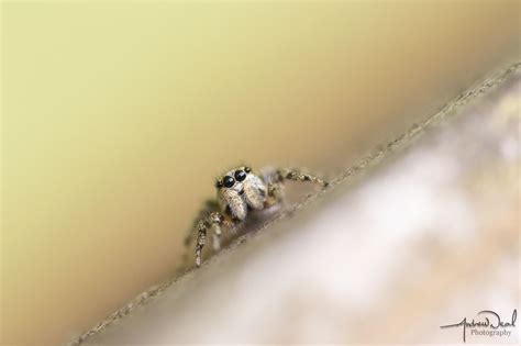 Check spelling or type a new query. Zebra Jumping Spider | Jumping spider, Zebra, Spider