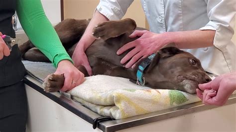 Jun 11, 2021 · when trimming your dog's black toenails, follow these guidelines: How to Trim Your Dogs Nails at Home - YouTube