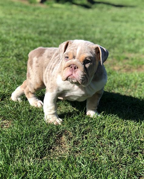 For avid facebookers you will also be able to interact with siblings of your pup and watch how they grow! English Bulldog Puppies For Sale | Texas City, TX #296980