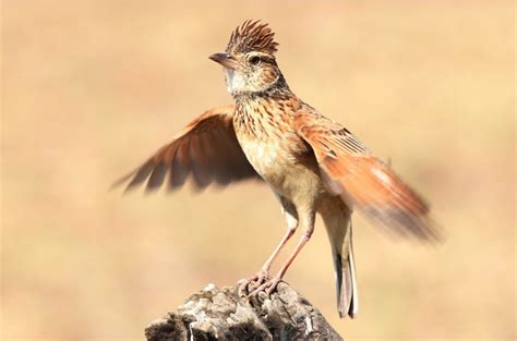 Jenis burung branjangan jawa tengah mempunyai ciri khas suara yang keras, mudah diisi dengan beragam. Gambar Burung Branjangan Gunung | Gambar Burung Wallpaper
