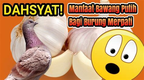 We did not find results for: Khasiat bawang putih untuk merpati - YouTube