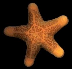 Latest and popular starfish gifs on primogif.com. Starfish Animated Gifs ~ Gifmania