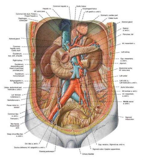 Human anatomy abdominal organs abdominal diagram with ribs anatomy. Abdominal Cavity Anatomy | MedicineBTG.com