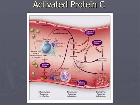 Sepsis vs septicemia these two terms are very technical. PPT - Sepsis : Pathophysiology and Treatment PowerPoint ...