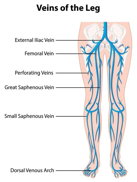affiche d'information des veines de la jambe 1762097 - Telecharger ...