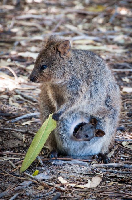 Read more at animal fact guide. Quokka - Facts, Information and Pictures (With images ...