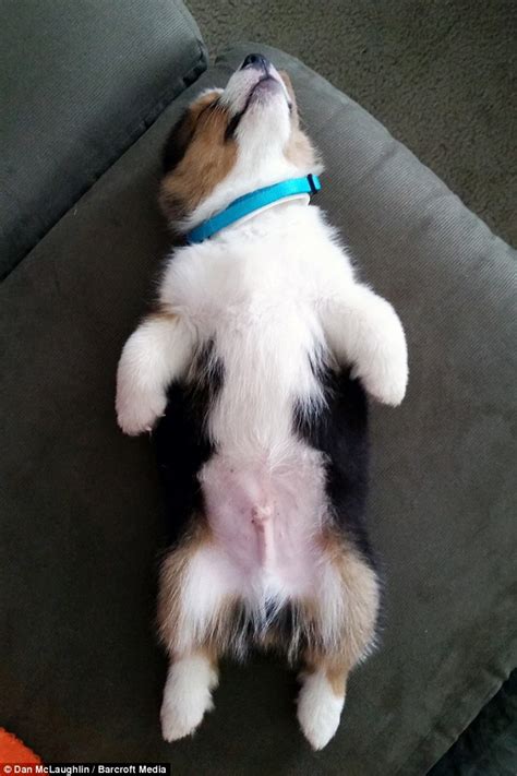 Before going anywhere with your puppy or dog, it's important that you understand what it means to how long should i walk my dog for? Corgi puppy Beau escapes over a fence in grand getaway ...
