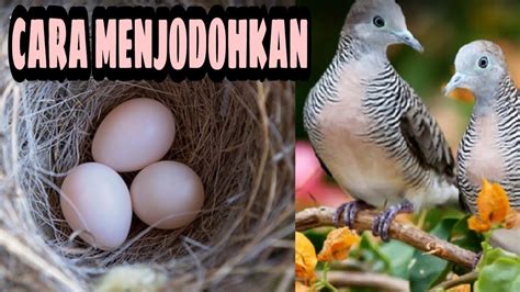 Cara jebak burung cipow atau sirtuuntuk menjebak burung cipow menggunakan pikat dari tenggerang yang terbuat dari bambu dan menggunakan pikatannya di atas te. CARA MUDAH MENJODOHKAN BURUNG PERKUTUT BANGKOK - YouTube