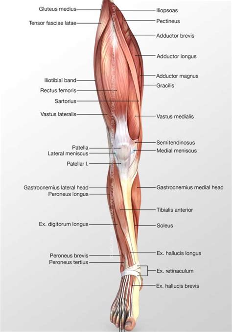 With an option to place clickable spots anywhere on the figure and link each of them to any webpage. Leg Anterior Muscles 3D Illustration