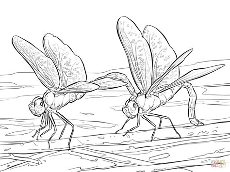 39+ dragonfly coloring pages for adults for printing and coloring. Download Dragonfly coloring for free - Designlooter 2020