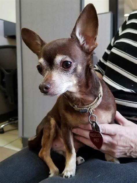 Applies to all cats over 5 months of age. Chihuahua dog for Adoption in Rochester, MN. ADN-406774 on ...