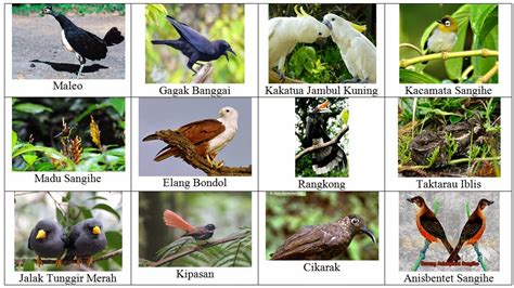 Indonesia's vegetation is similar to that of the philippines , malaysia , and papua new guinea. 63 Type Bird Species in Buton Island Southeast Sulawesi ...